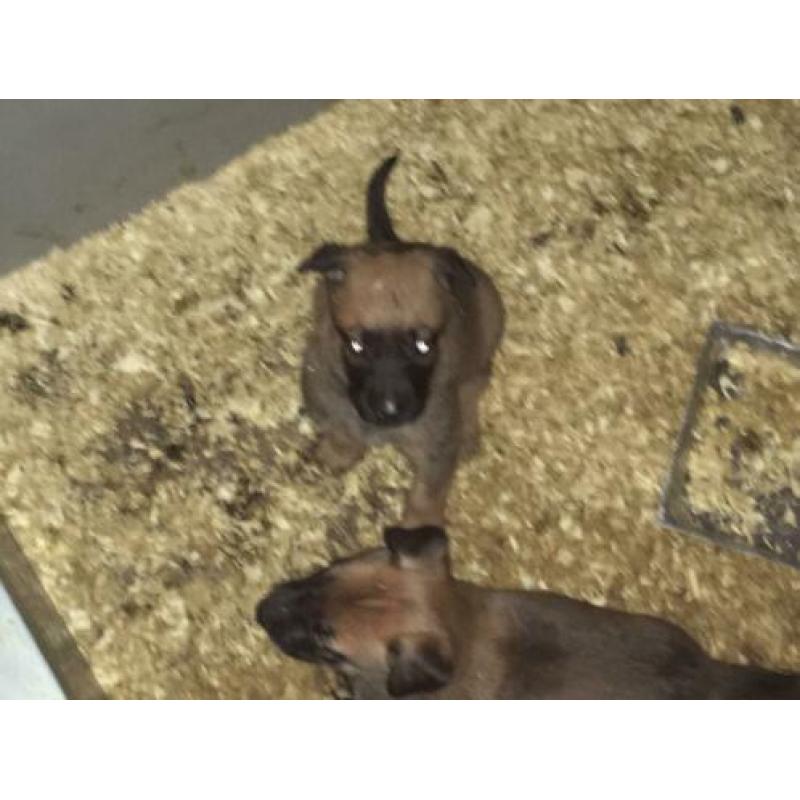 Mechelse herder pups
