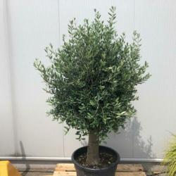 Olijfbomen, olijf, Olea europaea, uit voorraad geleverd