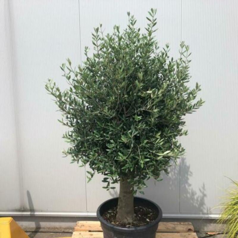 Olijfbomen, olijf, Olea europaea, uit voorraad geleverd