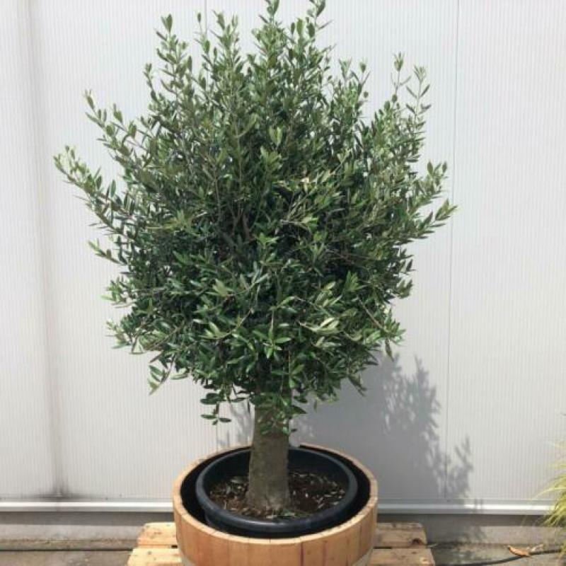 Olijfbomen, olijf, Olea europaea, uit voorraad geleverd