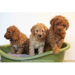 poedel pups
