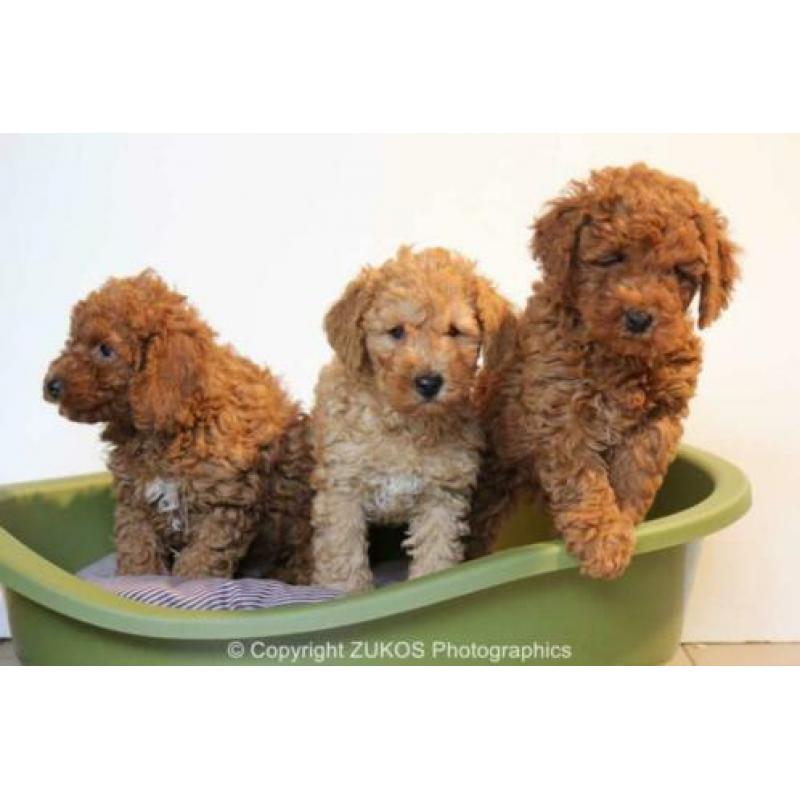 poedel pups