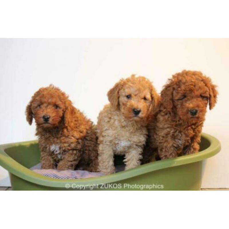 poedel pups