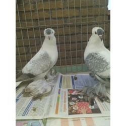 2 paar saks vleugelduiven blauw