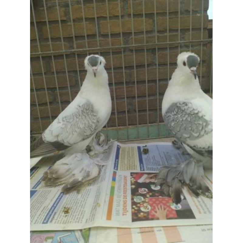 2 paar saks vleugelduiven blauw