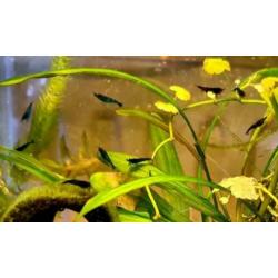 Mooie blauwe blue dream / blue velvet garnalen