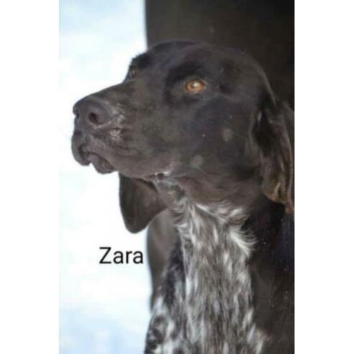 Mooie, lieve Zara Duitse Staande Korthaar zoekt 4everhome