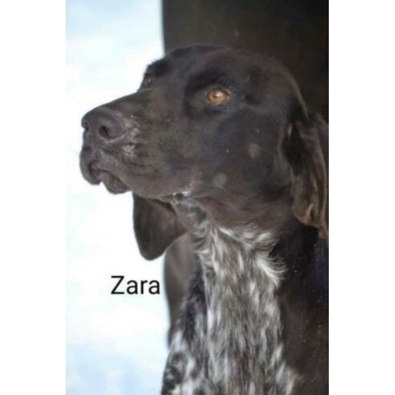 Mooie, lieve Zara Duitse Staande Korthaar zoekt 4everhome