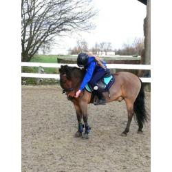 Brave C pony