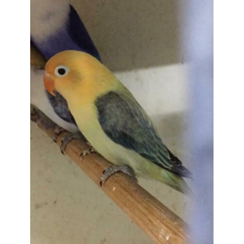 Turquoise euwing opaline/ fischeri yellowface euwing opaline