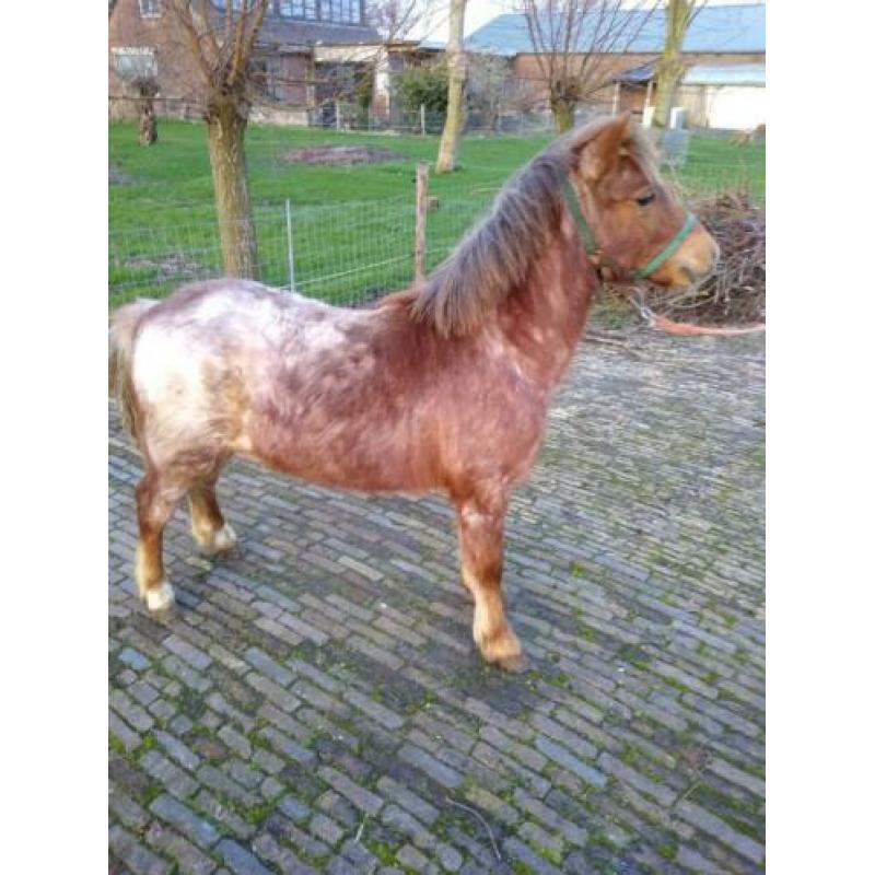 Jaarling hengst bruinschimmel