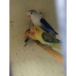 Turquoise euwing opaline/ fischeri yellowface euwing opaline