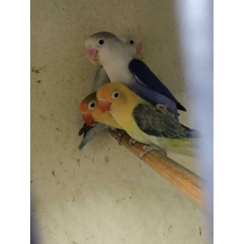 Turquoise euwing opaline/ fischeri yellowface euwing opaline