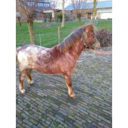 Jaarling hengst bruinschimmel