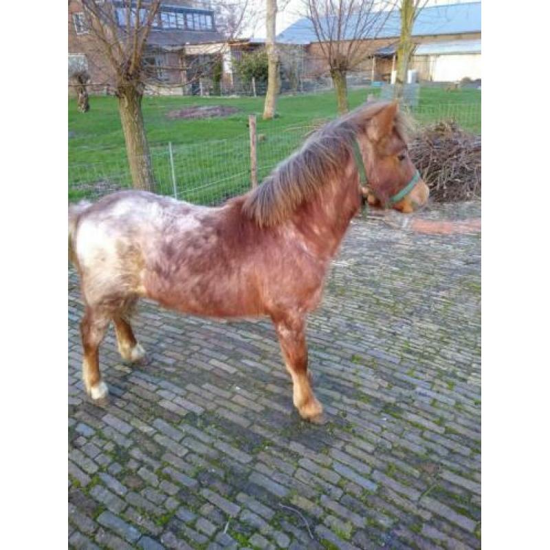 Jaarling hengst bruinschimmel