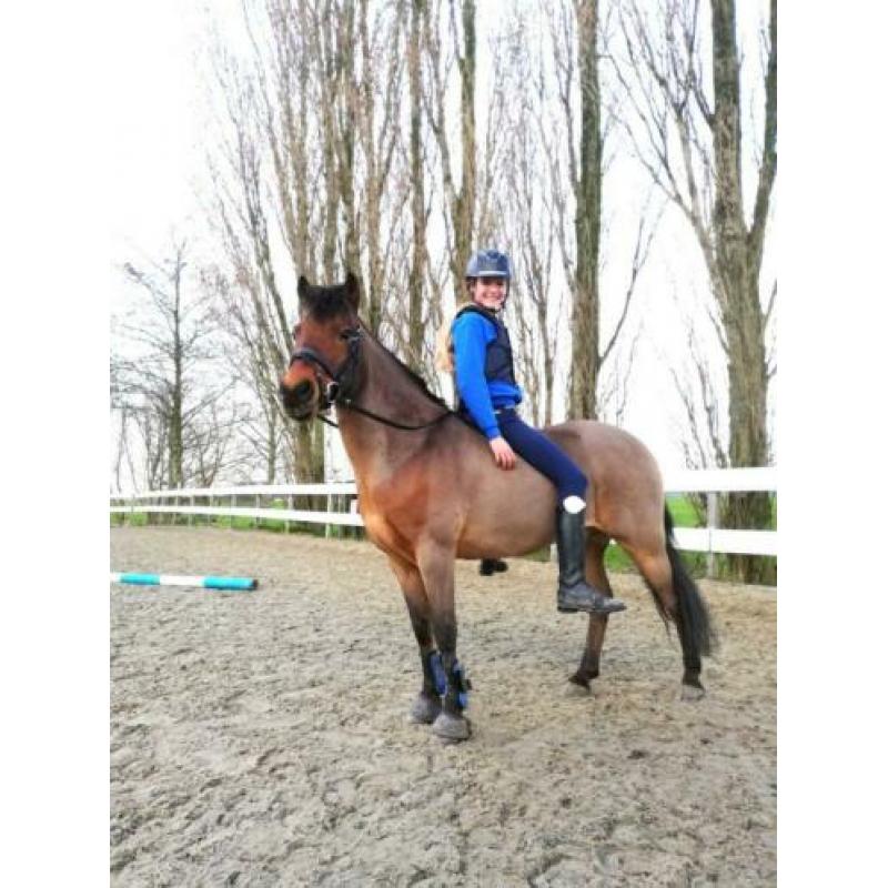 Brave C pony