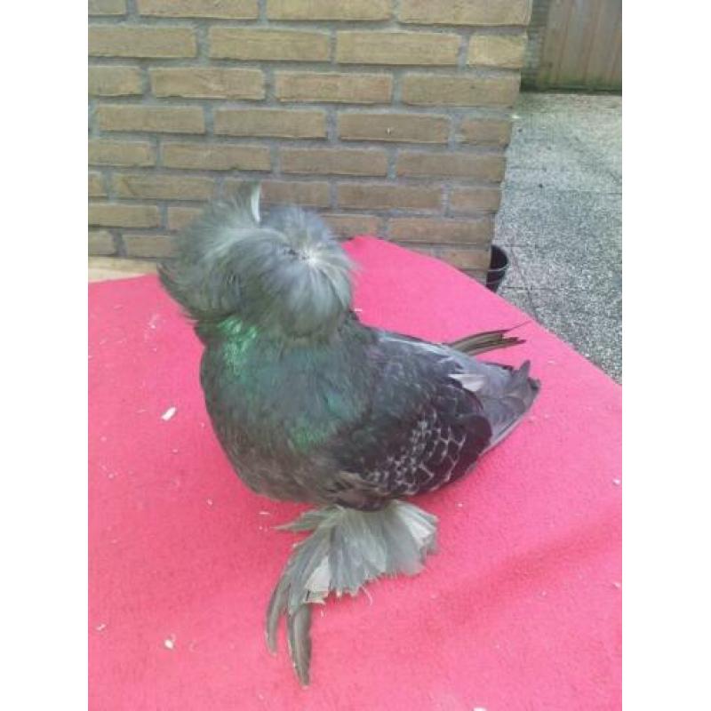 8 boecharijse trommelduiven