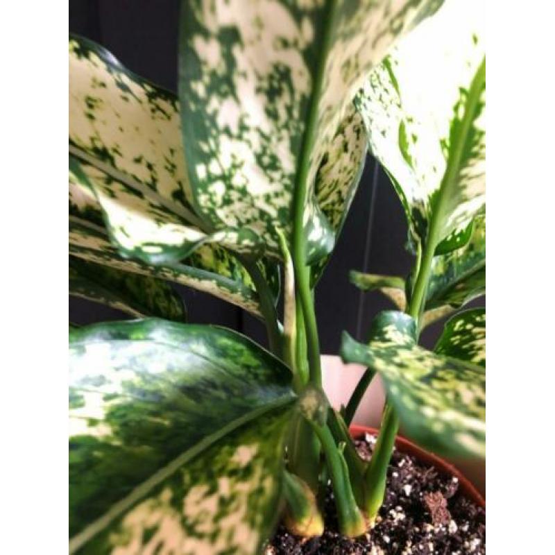 Aglaonema Snow White