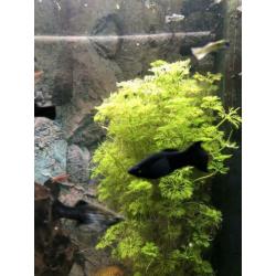 Black Molly’s
