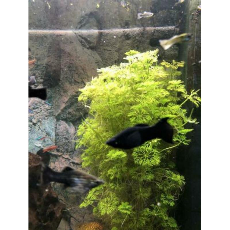Black Molly’s