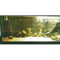 Groot Aquarium 250x60x50 compleet