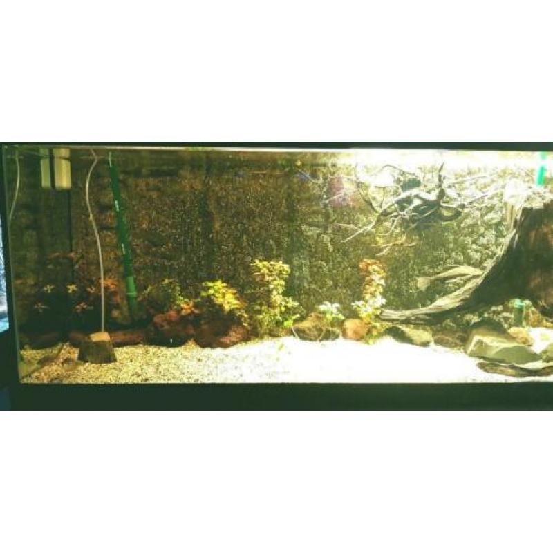 Groot Aquarium 250x60x50 compleet