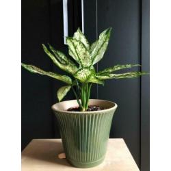 Aglaonema Snow White