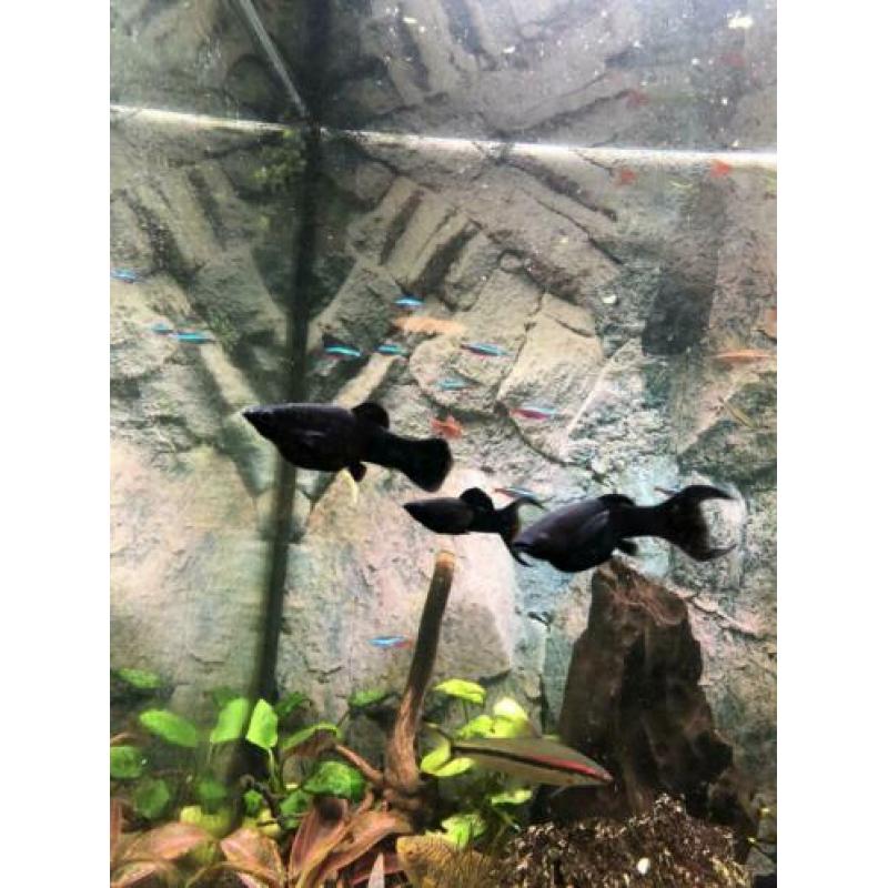 Black Molly’s