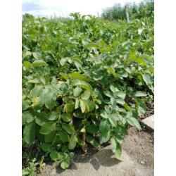 Volkstuin te huur Volkstuinvereniging Zuidland tuin moestuin