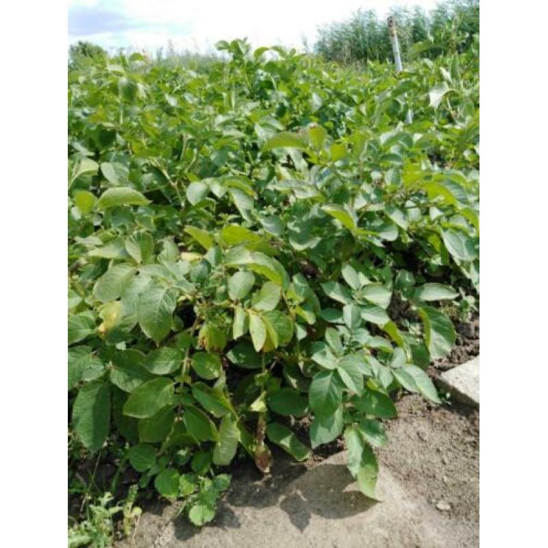 Volkstuin te huur Volkstuinvereniging Zuidland tuin moestuin