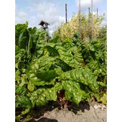 Volkstuin te huur Volkstuinvereniging Zuidland tuin moestuin