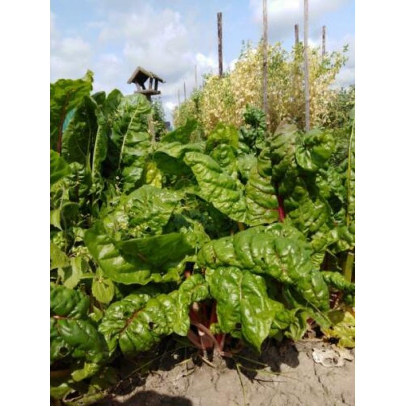 Volkstuin te huur Volkstuinvereniging Zuidland tuin moestuin