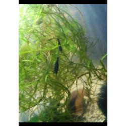 Mooie blauwe blue dream / blue velvet garnalen