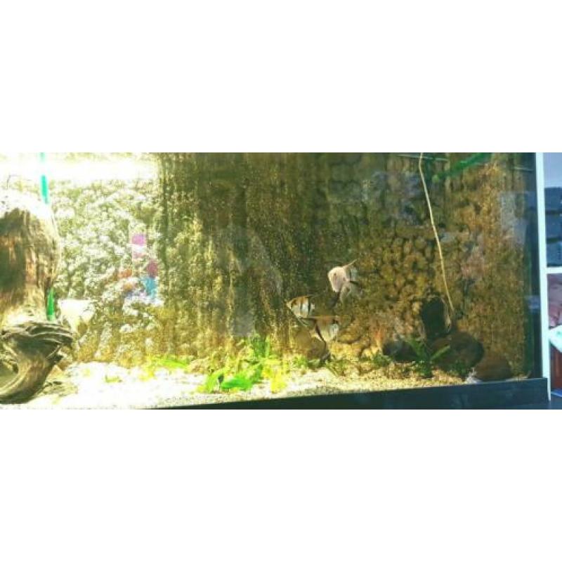 Groot Aquarium 250x60x50 compleet