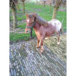 Jaarling hengst bruinschimmel