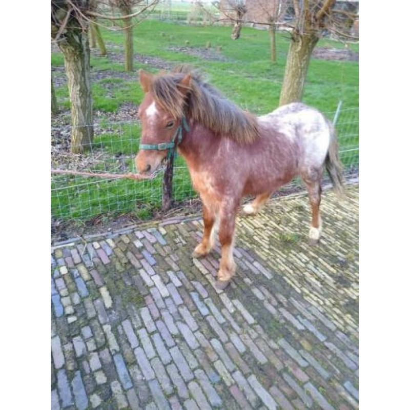 Jaarling hengst bruinschimmel
