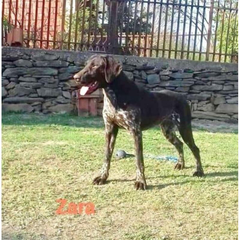 Mooie, lieve Zara Duitse Staande Korthaar zoekt 4everhome