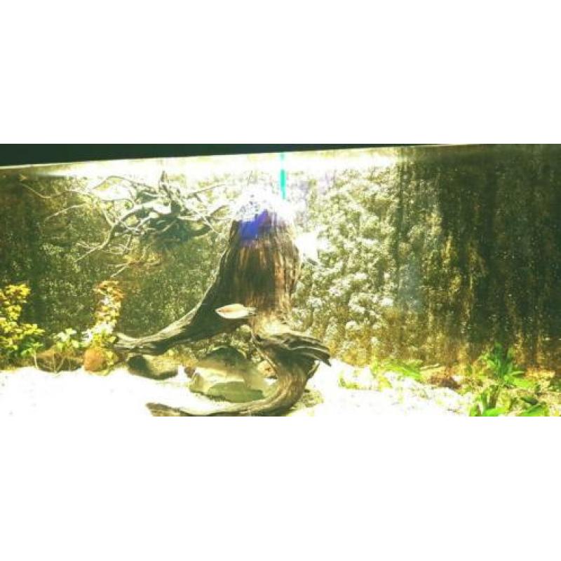 Groot Aquarium 250x60x50 compleet