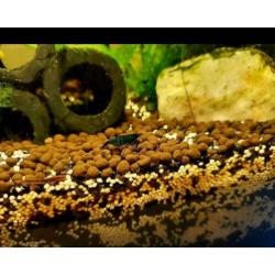 Mooie blauwe blue dream / blue velvet garnalen