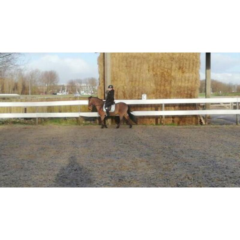 Brave C pony