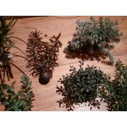 Kunst planten voor in het aquarium.