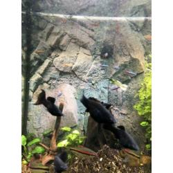 Black Molly’s