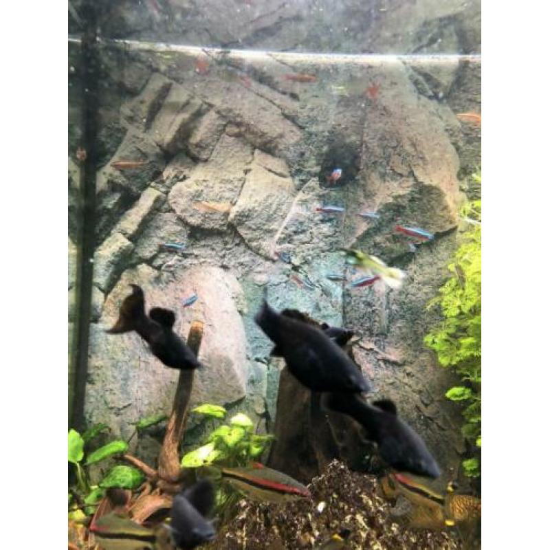 Black Molly’s