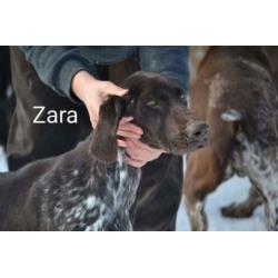 Mooie, lieve Zara Duitse Staande Korthaar zoekt 4everhome