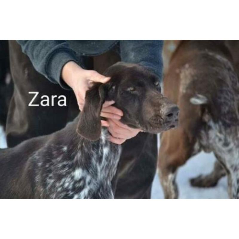 Mooie, lieve Zara Duitse Staande Korthaar zoekt 4everhome