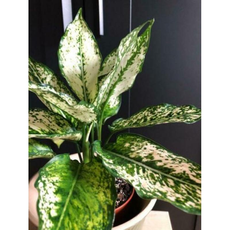 Aglaonema Snow White