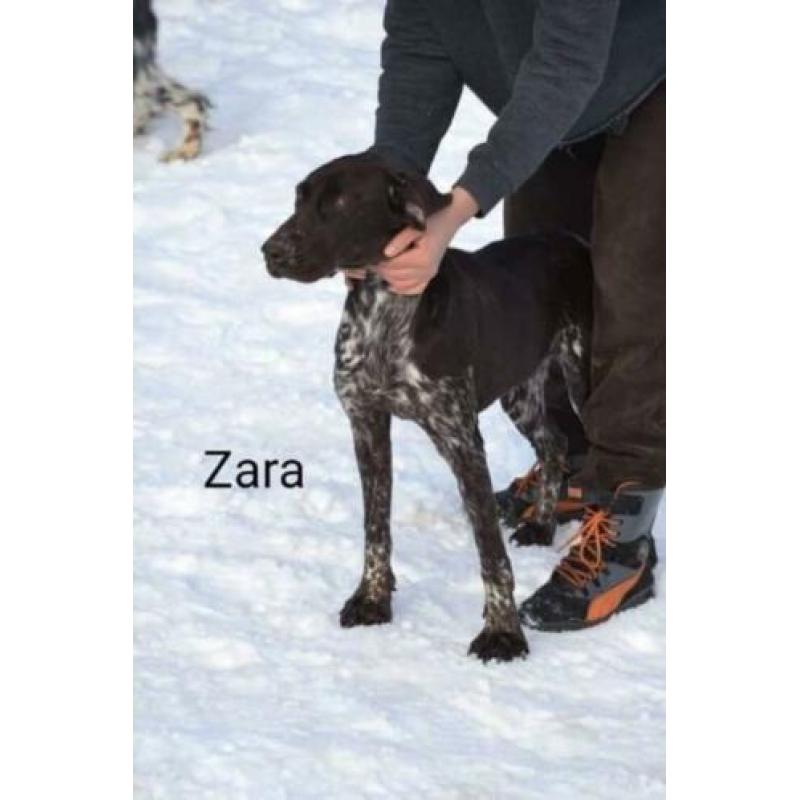 Mooie, lieve Zara Duitse Staande Korthaar zoekt 4everhome