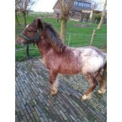 Jaarling hengst bruinschimmel