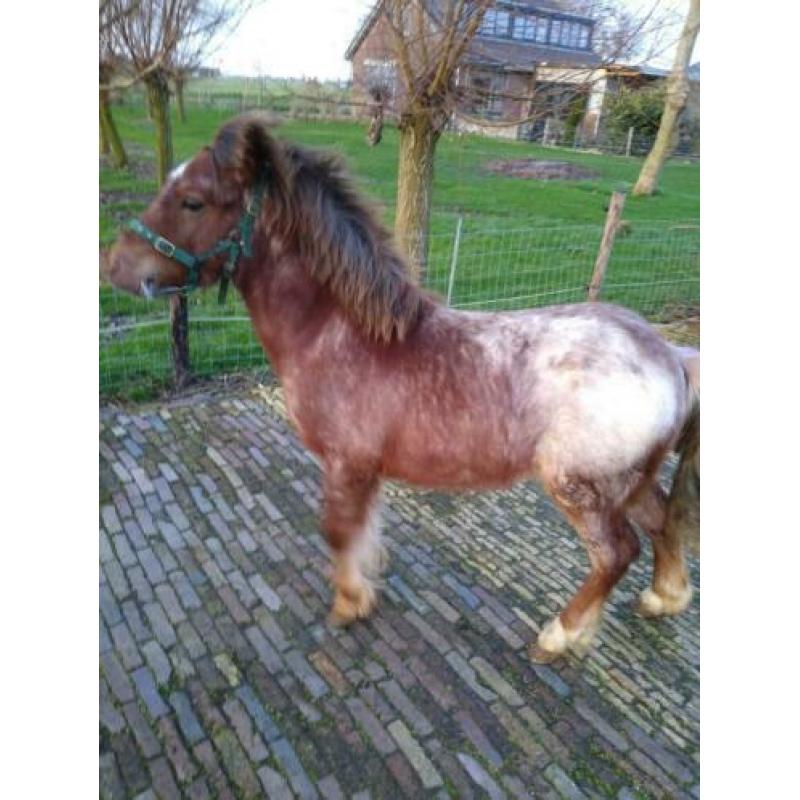 Jaarling hengst bruinschimmel