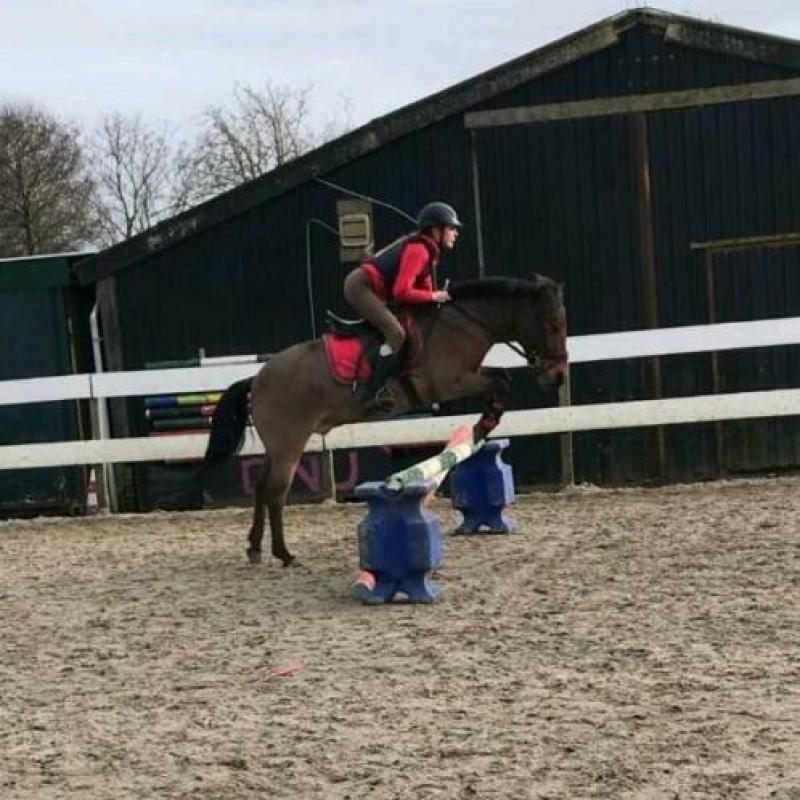 Brave C pony
